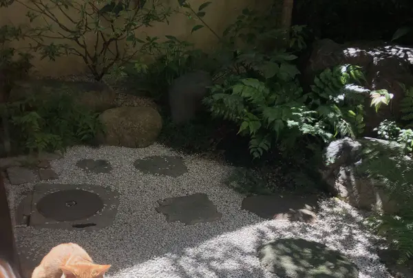 馳走いなせや(土雞料理)の写真・動画_image_575397
