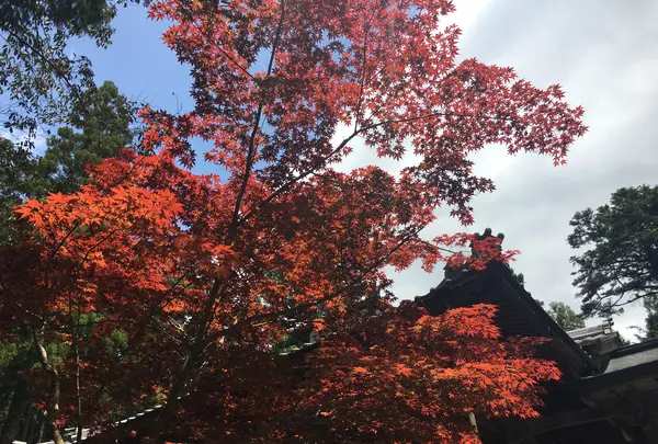 白毫寺の写真・動画_image_575477