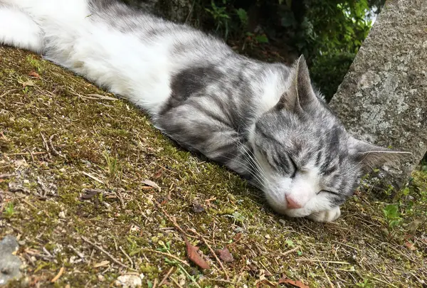 Gentenの写真・動画_image_575481