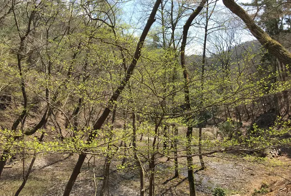 ささやまの森公園の写真・動画_image_575483