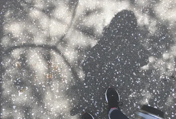 ささやまの森公園の写真・動画_image_575484