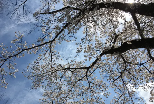 ささやまの森公園の写真・動画_image_575485