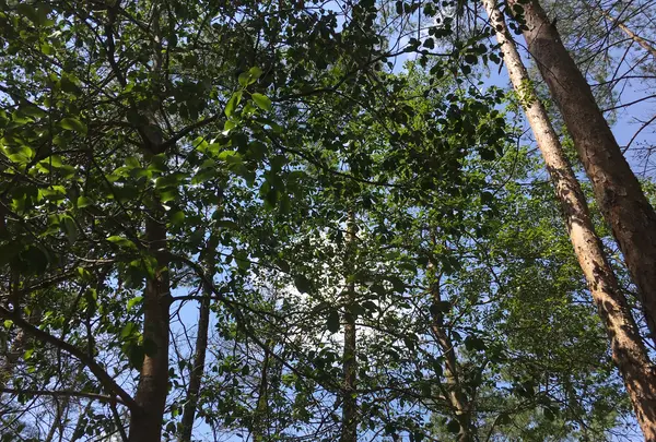 ささやまの森公園の写真・動画_image_575486