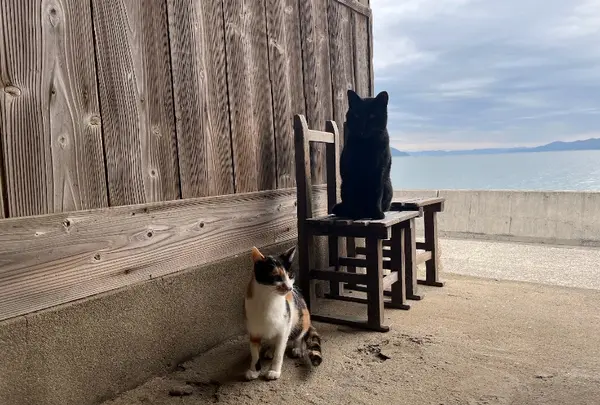 猫ちゃん