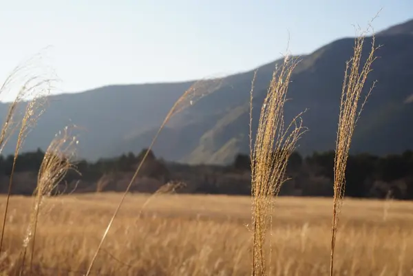 仙石原すすき草原の写真・動画_image_576679
