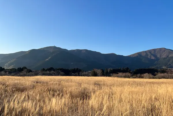 仙石原すすき草原の写真・動画_image_576681