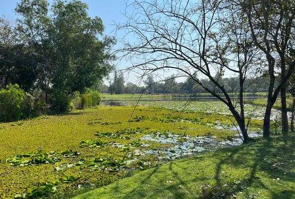 ロータスバレーゴルフリゾートの写真・動画_image_578720