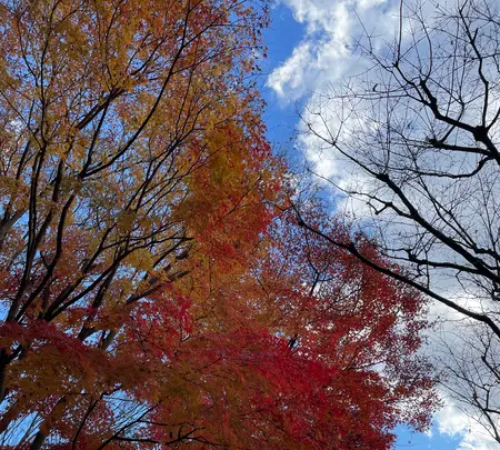 偕楽園の写真・動画_image_580187