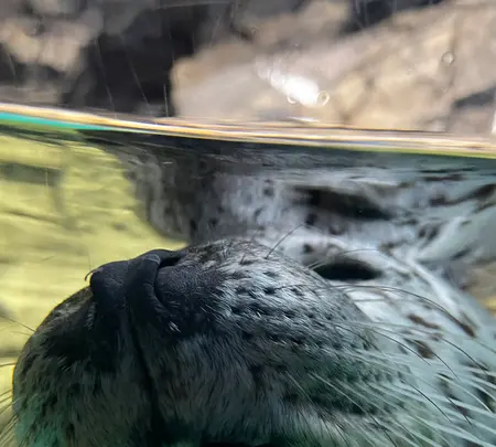 アクアワールド茨城県大洗水族館の写真・動画_image_580194
