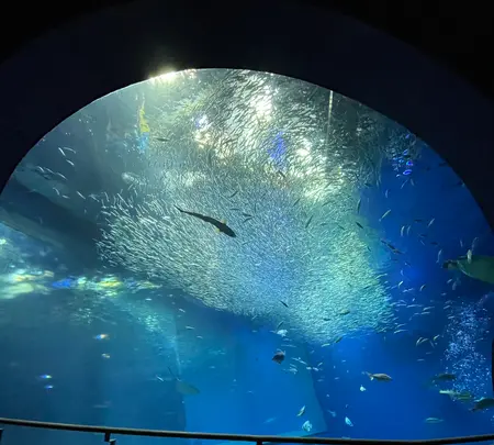 アクアワールド茨城県大洗水族館の写真・動画_image_580195