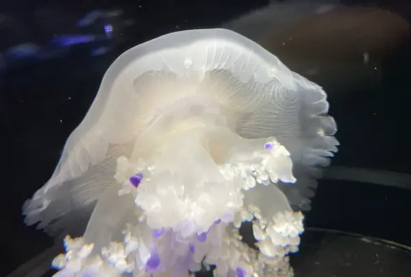 鶴岡市立加茂水族館（クラゲドリーム館）の写真・動画_image_580201