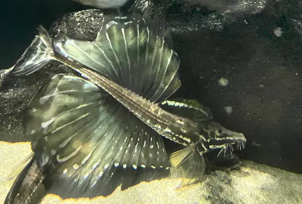 鶴岡市立加茂水族館（クラゲドリーム館）の写真・動画_image_580202