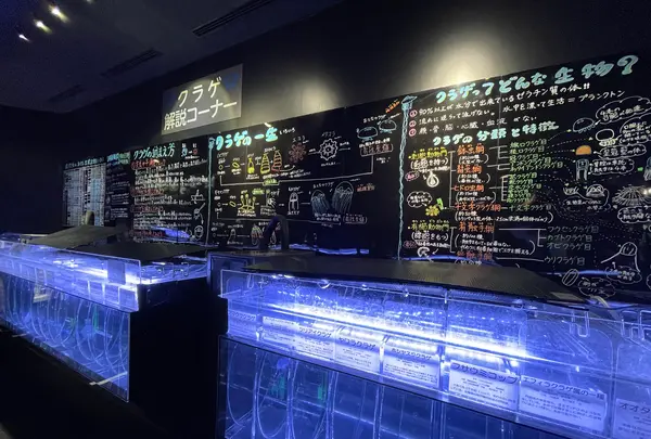 鶴岡市立加茂水族館（クラゲドリーム館）の写真・動画_image_580203