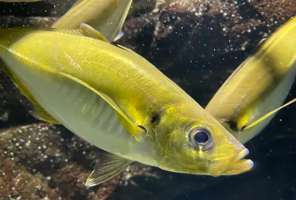 鶴岡市立加茂水族館（クラゲドリーム館）の写真・動画_image_580204