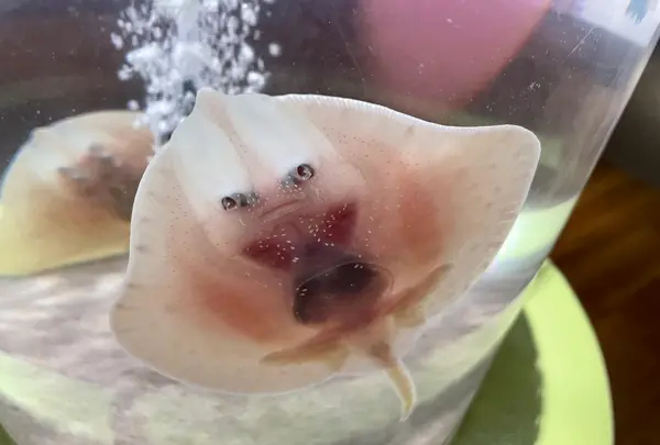 仙台うみの杜水族館の写真・動画_image_580205