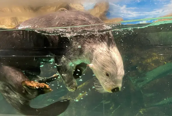 マリンワールド海の中道の写真・動画_image_580213