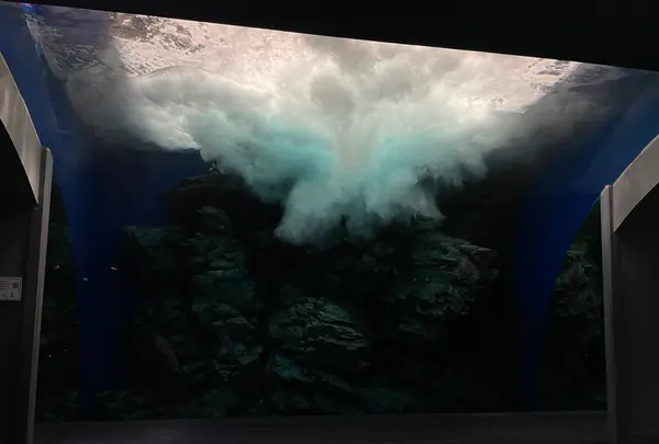 マリンワールド海の中道の写真・動画_image_580214