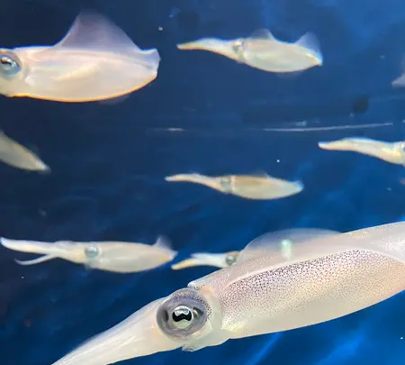 マリンワールド海の中道の写真・動画_image_580215