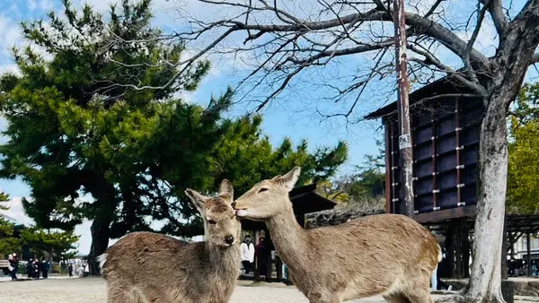 宮島桟橋の写真・動画_image_580513