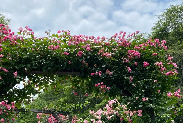 神戸布引ハーブ園の写真・動画_image_581079