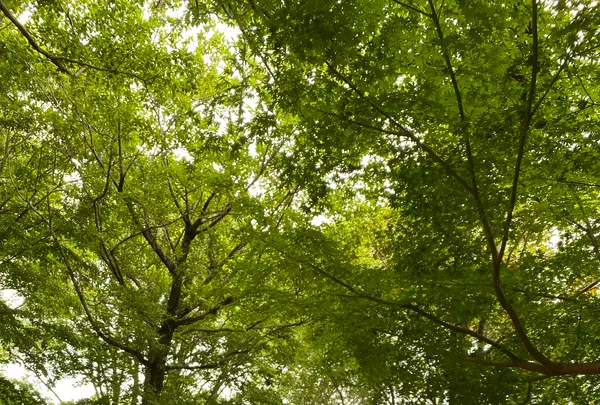 神戸布引ハーブ園の写真・動画_image_581080