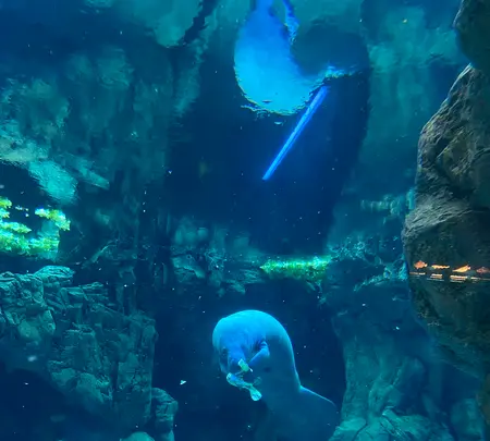 ジェノヴァ水族館の写真・動画_image_581236