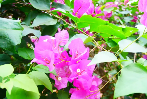 ユートピアファーム宮古島の写真・動画_image_581648