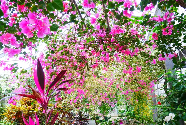 ユートピアファーム宮古島の写真・動画_image_581649