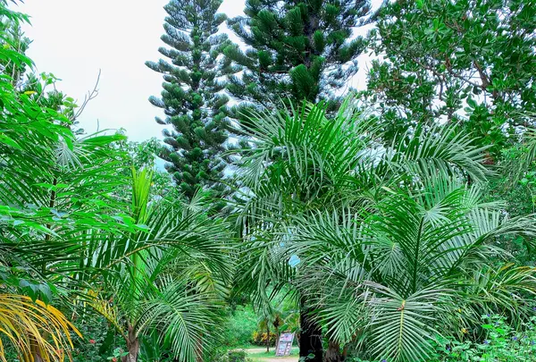 由布島の写真・動画_image_581771