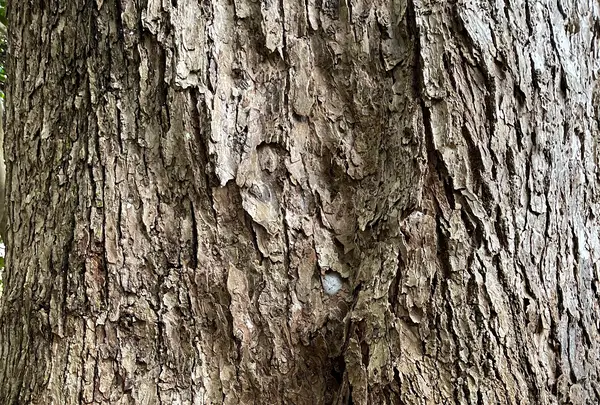 因幡国二之宮 大江神社の写真・動画_image_581915