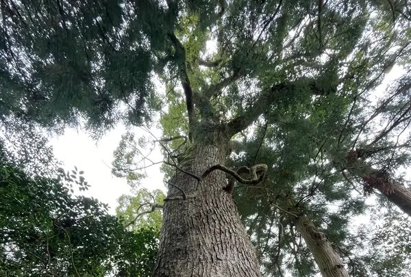 因幡国二之宮 大江神社の写真・動画_image_581916