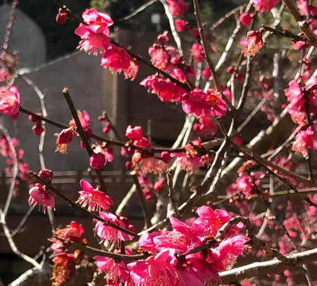 澤田政廣記念美術館の写真・動画_image_582334