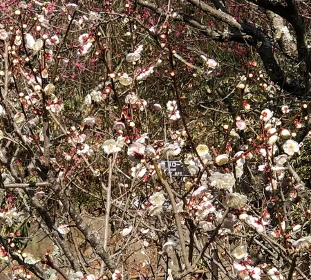 澤田政廣記念美術館の写真・動画_image_582336