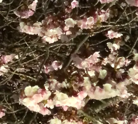 糸川遊歩道の写真・動画_image_582372