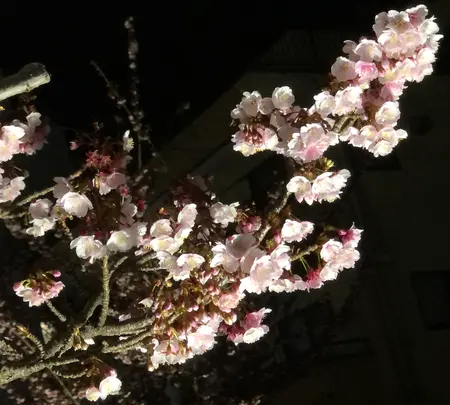 糸川遊歩道の写真・動画_image_582373