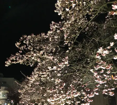 糸川遊歩道の写真・動画_image_582378