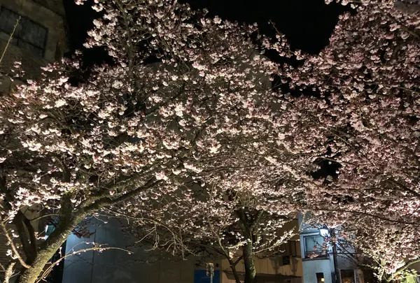 あたみ桜 糸川桜まつりの写真・動画_image_582385