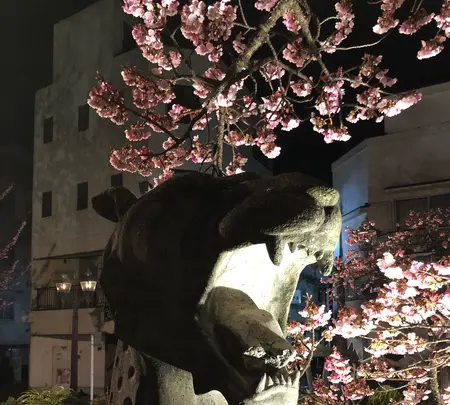 あたみ桜 糸川桜まつりの写真・動画_image_582388