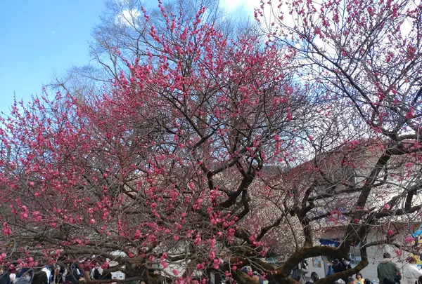 曽我梅林の写真・動画_image_582568