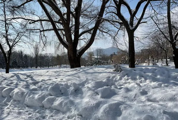 中島公園の写真・動画_image_582852