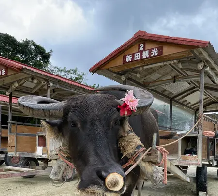 竹富島の写真・動画_image_584099