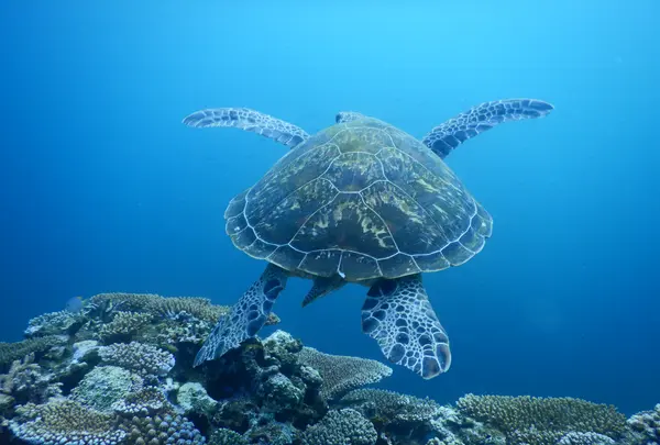 山原海岸（クリスタルビーチ）の写真・動画_image_584208