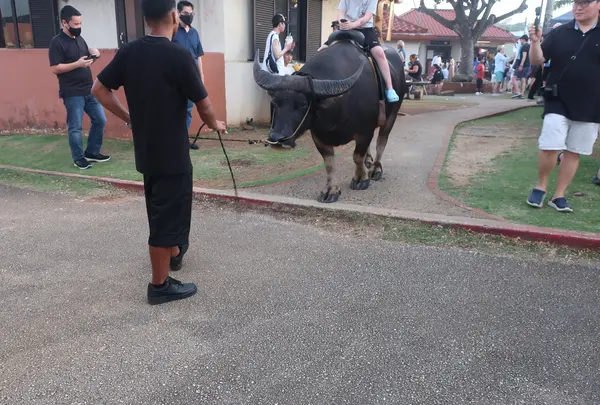 Chamorro Villageの写真・動画_image_584663