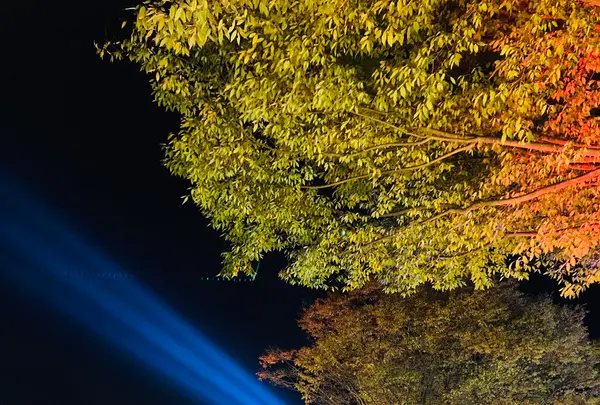 時之栖の写真・動画_image_586009