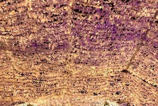 時之栖の写真・動画_image_586012