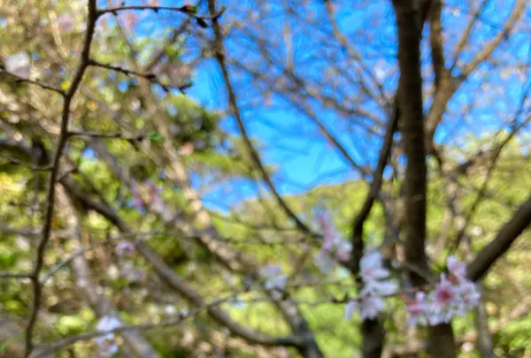 楽寿園の写真・動画_image_586040