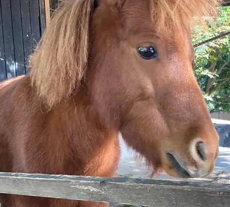 楽寿園の写真・動画_image_586041