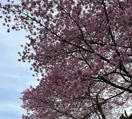 蓮華寺池公園の写真・動画_image_586930