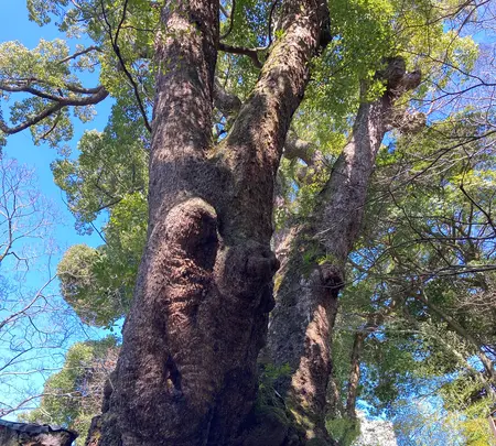 來宮神社の写真・動画_image_587509