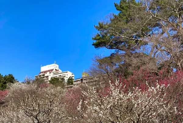 熱海梅園の写真・動画_image_587519